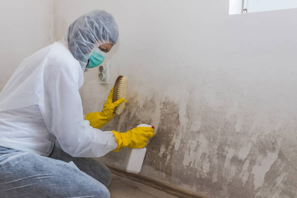 Best Localized Mold Remediation (e.g., coastal areas, humid climates) in Gilbert, IA