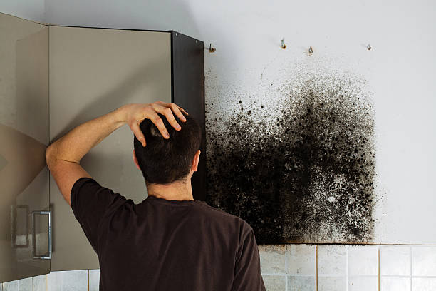 Best Preventive Mold Services in Gilbert, IA